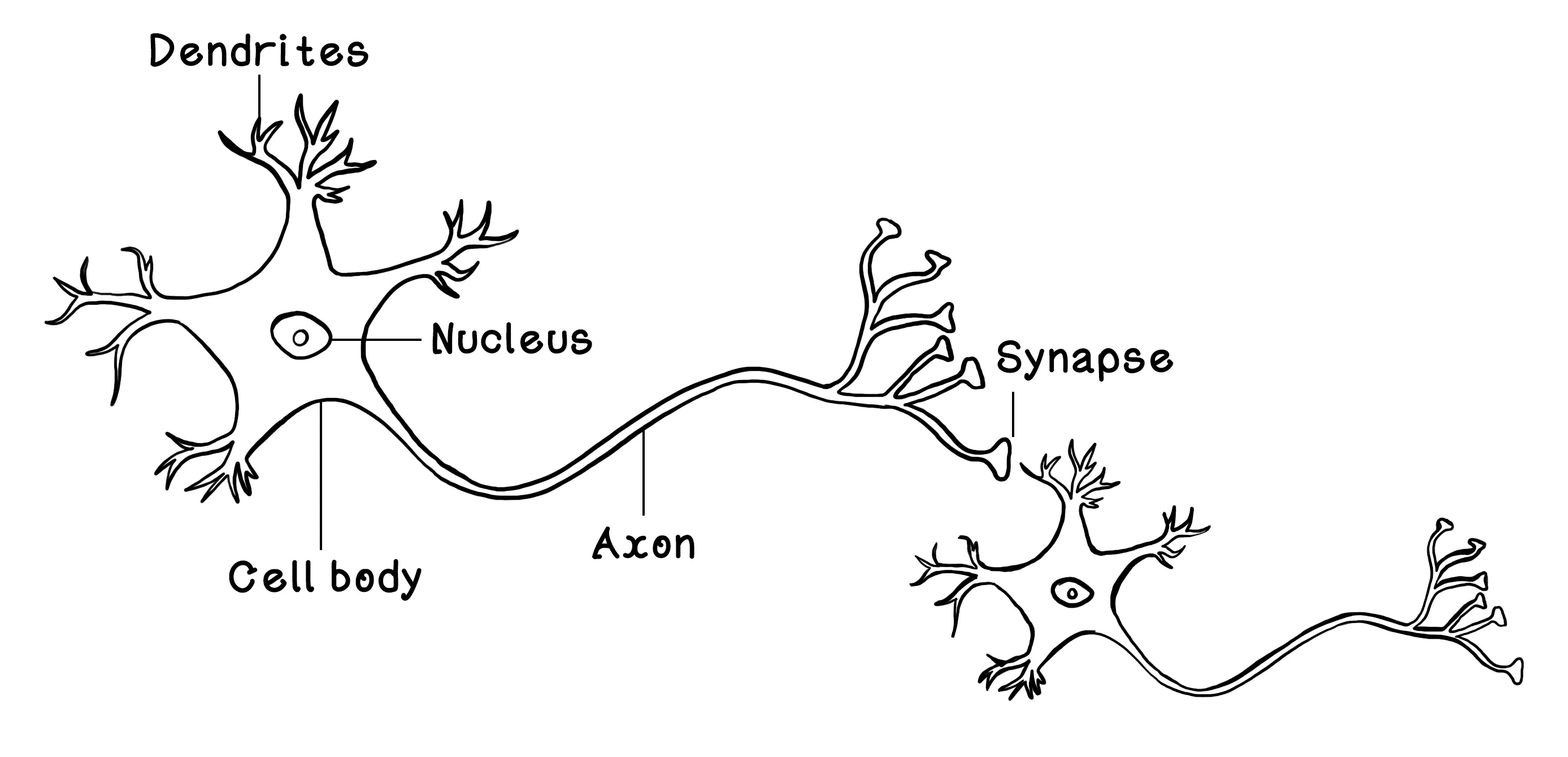 The structure of a biological neuron