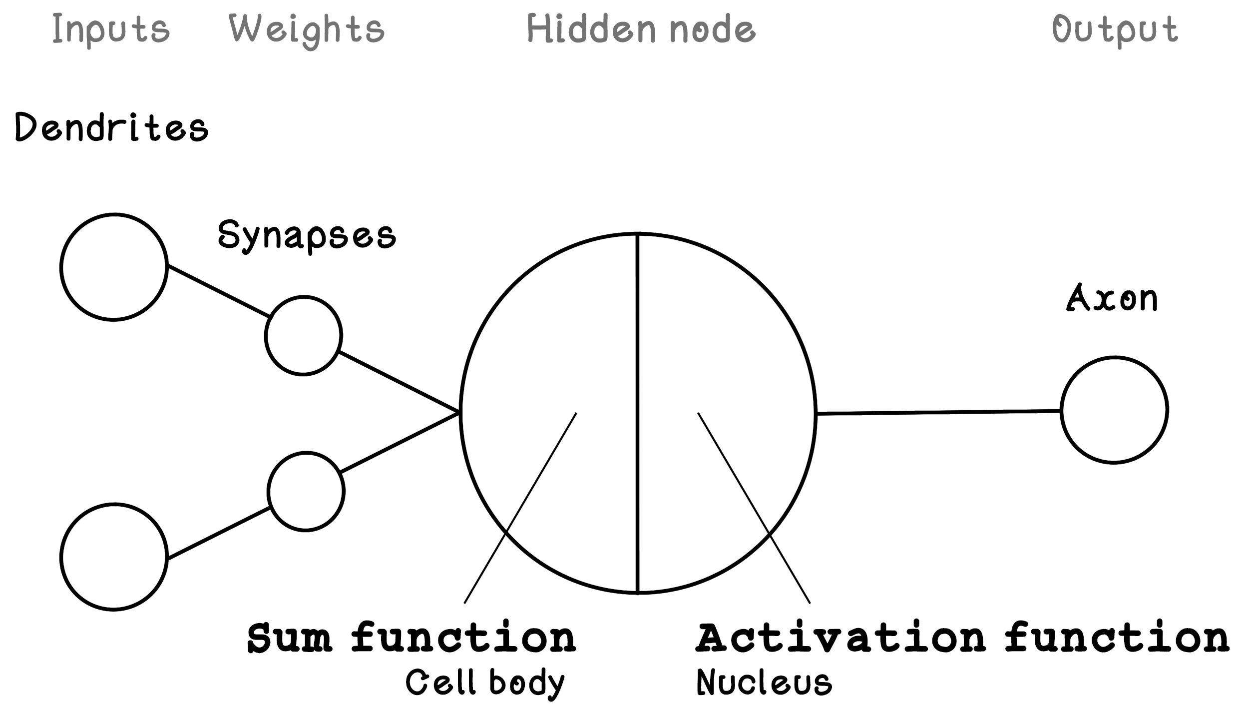 The general composition of neurons